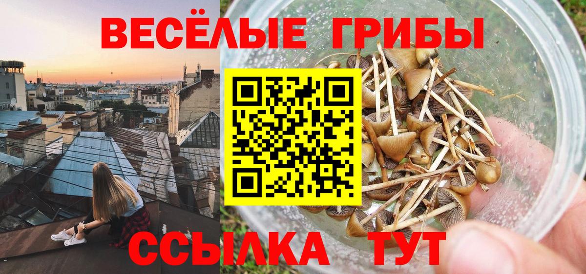 Псилоцибиновые грибы Psilocybe  цены   Людиново 